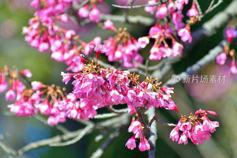 钟状樱/钟状樱:早春樱花